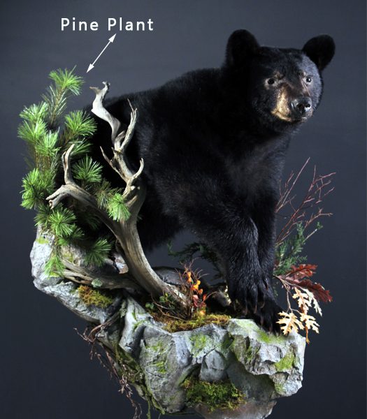 Bear pine